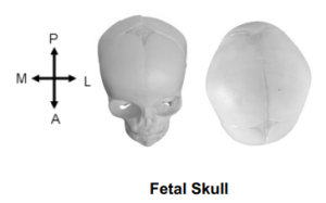 Fetal Skull