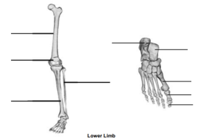 Lower Limb