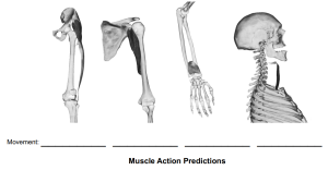 Muscle Action Predictions