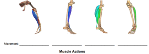 Muscle Actions