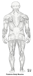 Posterior Body Muscles