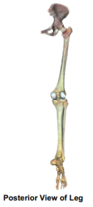 Posterior View of Leg