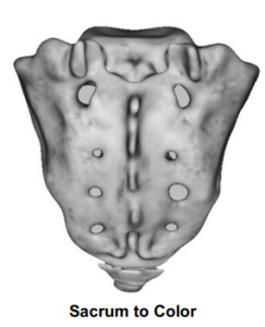 Sacrum to Color