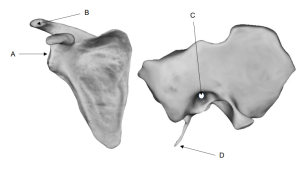 Sample Bone Markings