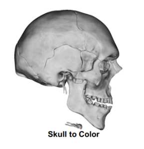 Skull to Color