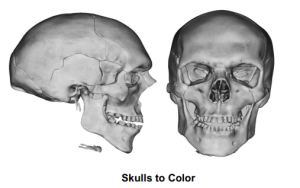 Skulls to Color