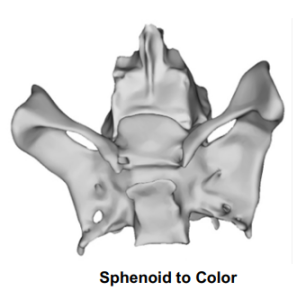 Sphenoid to Color