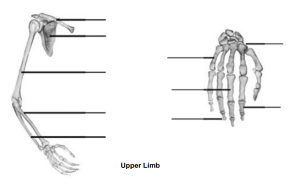 Upper Limb