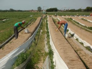 Spargelernte bei Hockenheim (Gemarkung Reilingen) - Harvesting