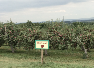 Apple farm in Upstate New York