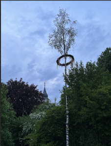 Birch Tree Prepared as Maypole for the May Dance in Central Germany