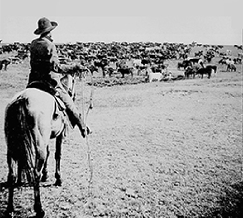 Photograph of cowboy on horse with a rope in front of a large herd of cattle