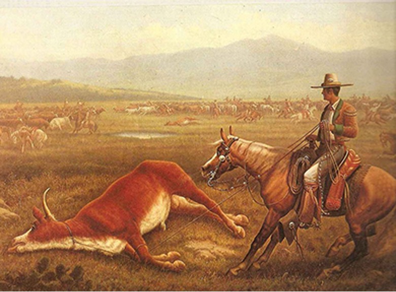 Mexican Vaquero with a steer pulled to the ground with by his lasso. Other vaqueros and cattle are in the background.